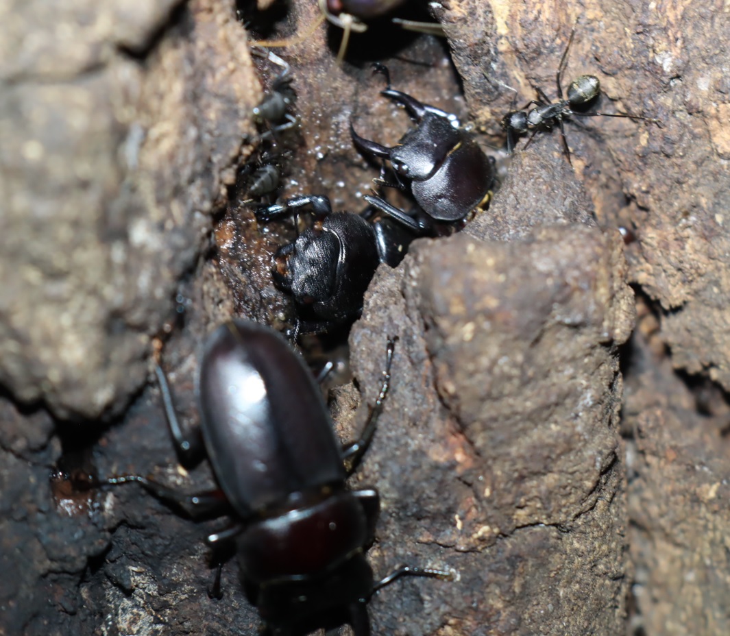 コクワガタ-2♂1♀_No5のクヌギ_クワガタ達のオアシス_2023年7月31日19時30分 気温29.2度